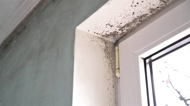 Best Toxic Mold Removal  in Clayton, AL