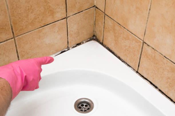 Best Local Mold Removal Service  in Clayton, AL